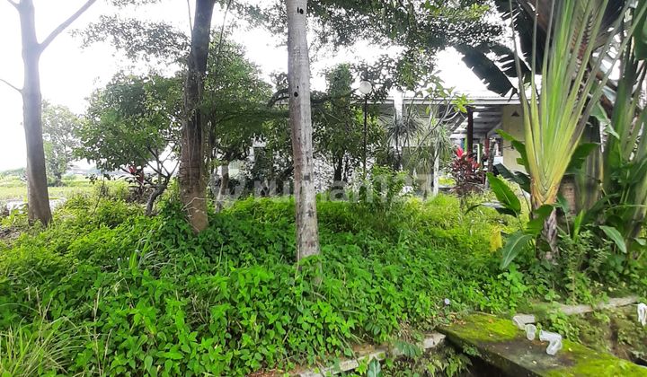 Land in Banyudono Suitable for Investment, Area 13,500 m²