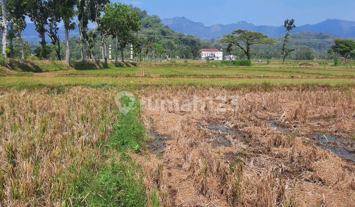 Lahan Tanah Sawah Siap Produksi Area Selogiri Wonogiri Solo