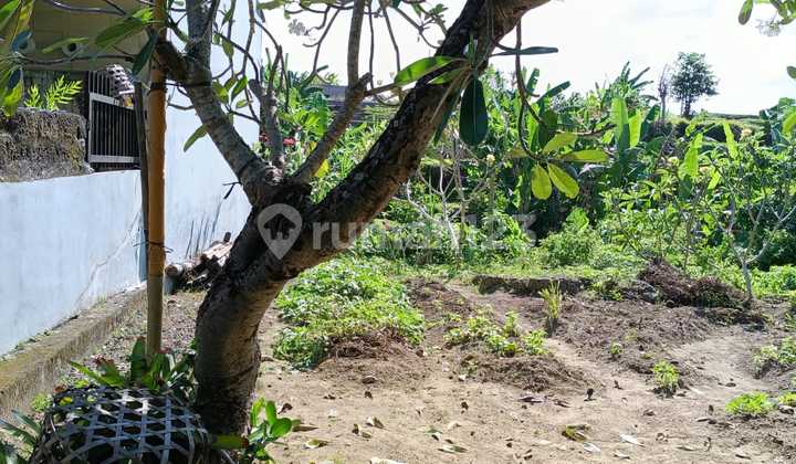 Di Jual Sebidang Tanah Siap Di Bangun di Jl. Trenggana No. 1, Penatih, Denpasar Timur, Kota Denpasar, Bali, Indonesia, 80238, Penatih