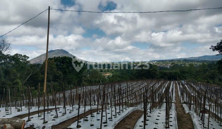 Di Jual Tanah Perkebunan Di Deda Pinggan Kntamani View Gunung Batur 