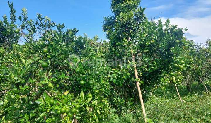 For Sale: Orange Plantation Land In Kintamani