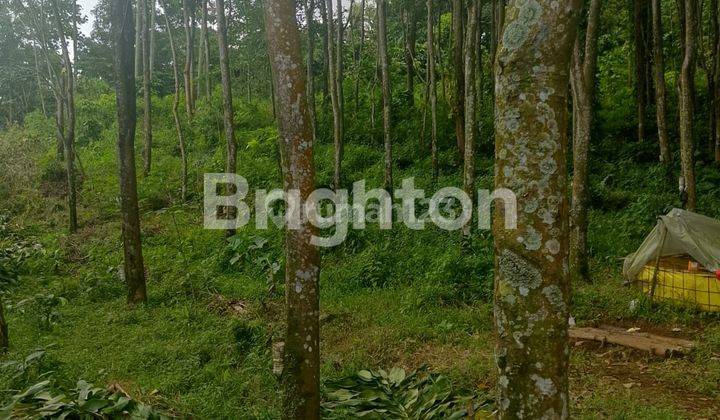 CEPAT SEBIDANG TANAH HARGA MIRING AREA LIMBANGAN 1