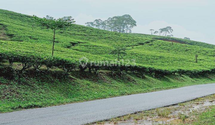 Pabrik Dan Perkebunan Kopi Teh Lokasi Strategis Luas 1760ha Di Cianjur Jawa Barat 2