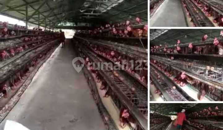 Dijual Tanah Murah Bonus Peternakan Ayam Petelur Produktif Sekala Besar di Rumpin Bogorlokasi Strategis