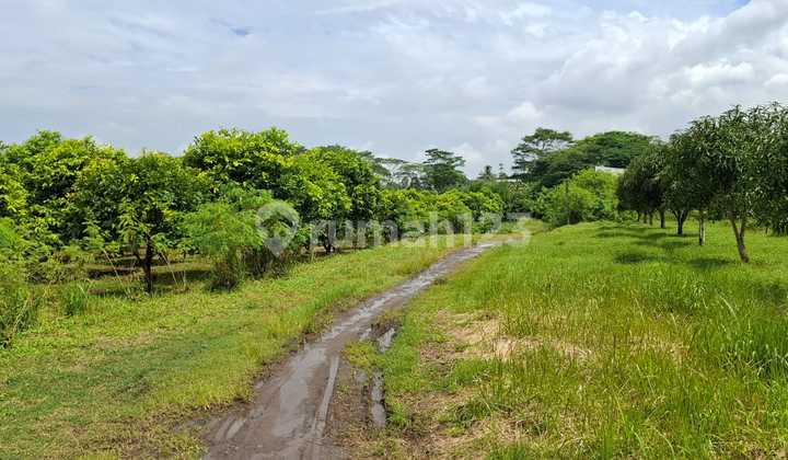 Affordable Land for Sale in Flood-Free Industrial Zone, Ready to Build on Cikande Rangkas Bitung Highway, Banten. Affordable Land for Sale in Flood-Free Industrial Zone, Ready to Build on Cikande Rangkas Bitung Highway, Banten.