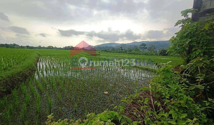 DIJUAL Tanah Lokasi di Lawang Akses Mudah Sawah Produktif  1