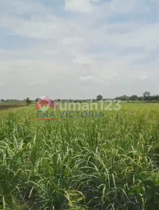 Lahan Luas Siap Bangun Akses Mudah Ideal untuk Hunian / Kebun