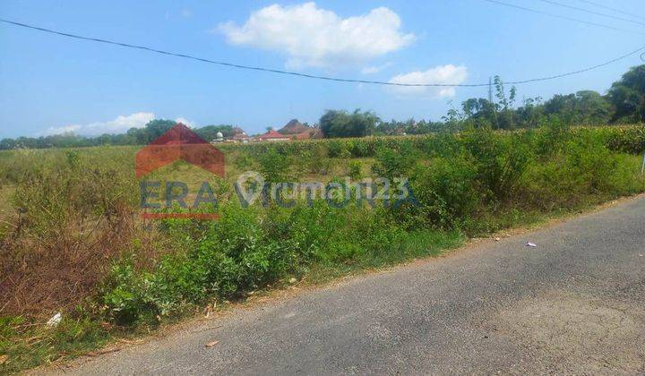 Tanah Jalan Panjaitan Dekat Sman 1 Kencong Cocok Untuk Kebun  2