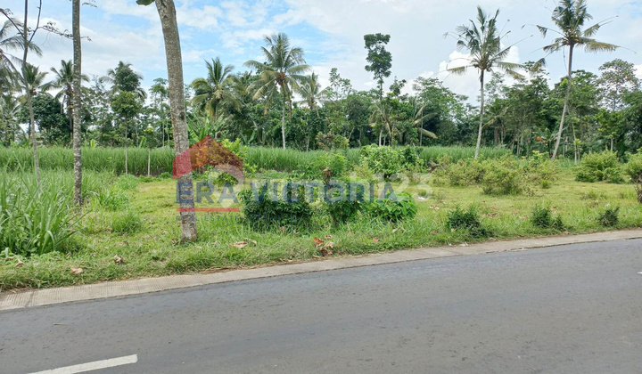 Affordable Land in Jabung Malang, Developing Location, Suitable for Long-Term Investment