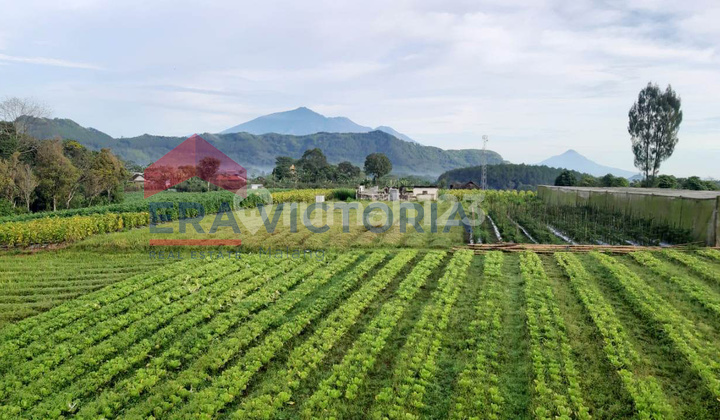 Tanah Dekat Pasar Nongkojajar & Pananjakan Bromo Potensi Bisnis Tinggi