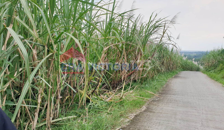 Dijual Tanah Strategis Pinggir Jalan, Dekat Perumahan & Pg Kebonagung