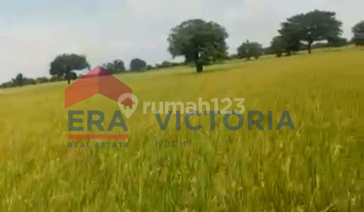 Tanah 6878 m2 Sarirejo, Lamongan Dekat Kantor Desa