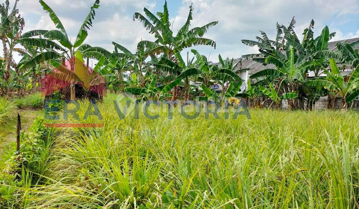 Tanah Prospektif Pakisaji Lokasi Strategis Dekat PG Kebonagung Tanah Prospektif Pakisaji Lokasi Strategis Dekat PG Kebonagung