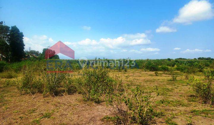 Tanah Jalan Panjaitan Dekat Sman 1 Kencong Cocok Untuk Kebun  1