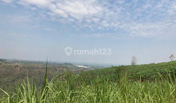 Dijual Tanah Perkebunan di Ngrimbi, Jombang 6,1 Hektar SHM 2