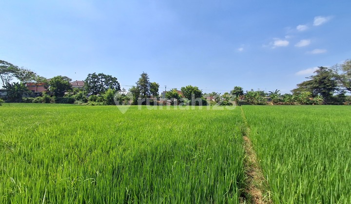 Fertile Rice Field Land by the Side of Pati Main Road Access