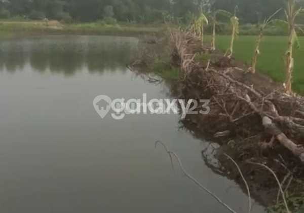 For Sale Active Pond Suitable for Freshwater Fish, Shrimp, and Cerme Rice.