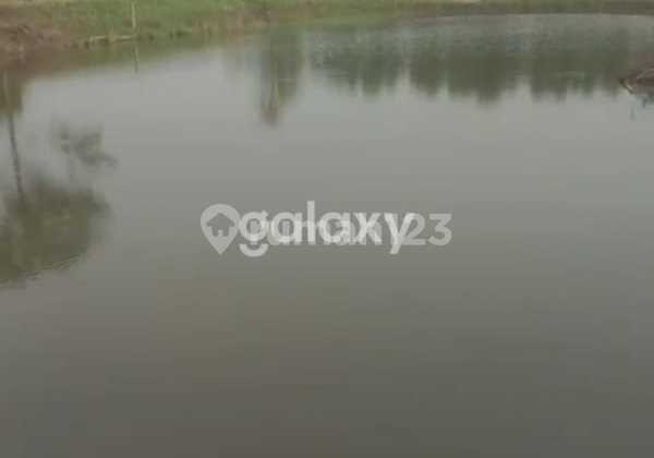 For Sale Active Pond Suitable for Freshwater Fish, Shrimp, and Cerme Rice.