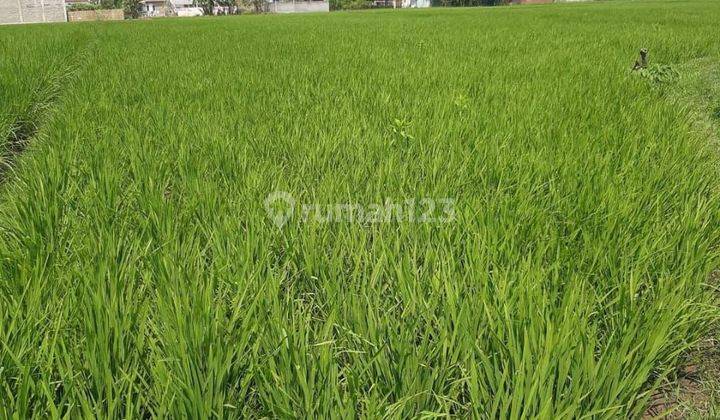 Dijual 4 Bidang Sawah Ciparay  2