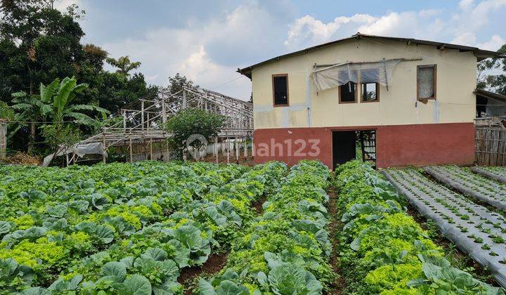 Tanah di Area Lembang Dekat Villa Joglo Cocok Untuk Perkebunan 1