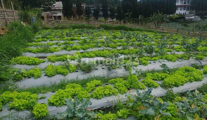 TANAH PERKEBUNAN DI DEKAT VILLA LEMBANG TANAH PERKEBUNAN DI DEKAT VILLA LEMBANG