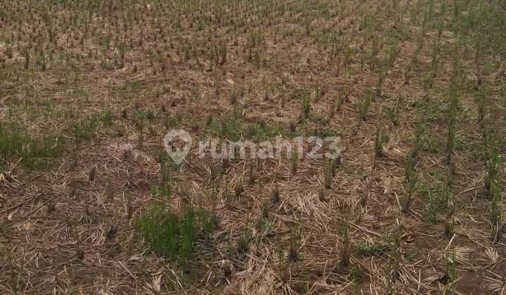 TANAH MATANG COCOK UTK KOST KOST AN DI JATINANGOR