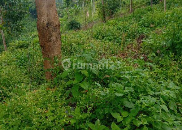 TANAH MATANG DI GARUT COCOK BANGUN TEMPAT WISATA ATAU VILLA 1