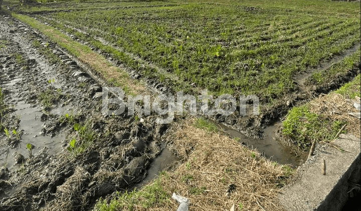 RICE LAND NEAR MARKET AGUNG DENPASAR 2