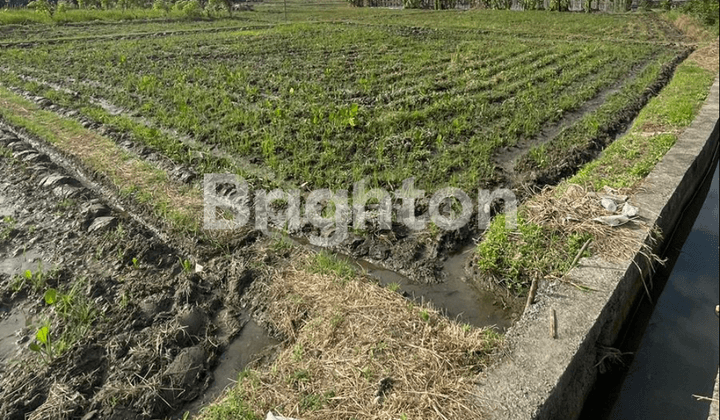 TANAH SAWAH DEKAT PASAR AGUNG DENPASAR 1