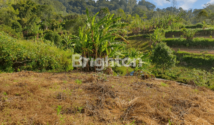 TANAH PANCASARI BEDUGUL 1