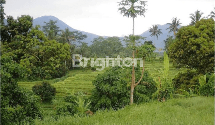 CHEAP LAND IN PITRA VILLAGE SUITABLE FOR RESORTS AND VILLAS 2