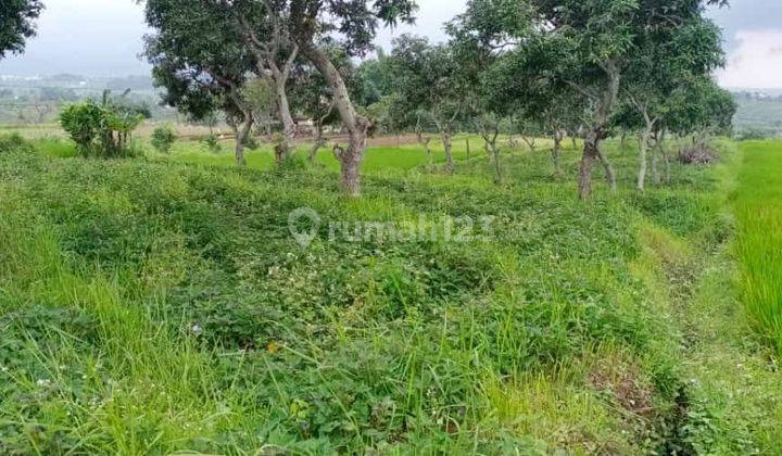 Dijual Tanah Pertanian Lokasi Mojokerto  2