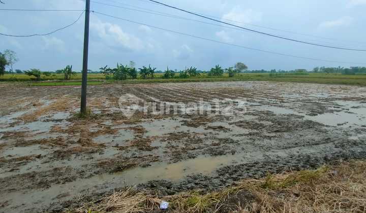 For Sale Via Auction, Cheap Land In Benjeng Gresik For Sale Via Auction, Cheap Land In Benjeng Gresik