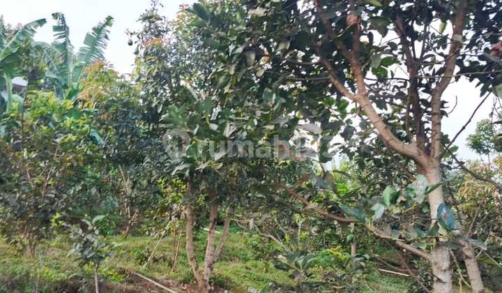 Dijual Tanah SHM View Gunung di Bulukerto Batu Malang Dijual Tanah SHM View Gunung di Bulukerto Batu Malang