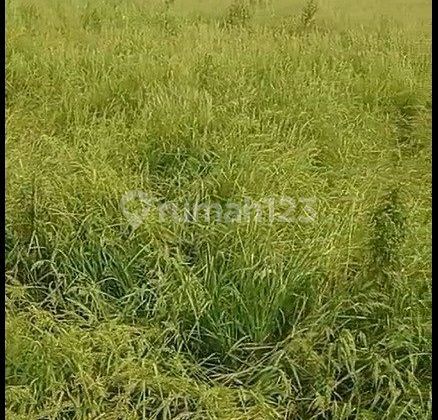 Land in Padangan Bojonegoro, Padangan-Ngawi Main Road Land in Padangan Bojonegoro, Padangan-Ngawi Main Road