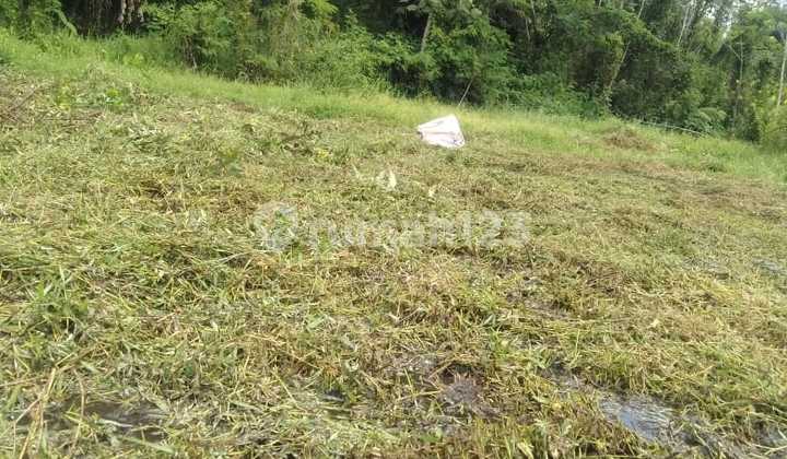 Tanah di Wagir Malang Cocok untuk Pertanian dan Usaha Lain Nya