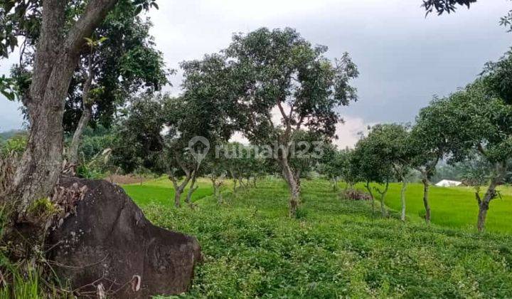 Tanah Di Pacet Mojokerto Dekat Kampus 0 Jalan Raya Padat Penduduk 2