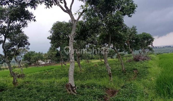 Tanah Di Pacet Mojokerto Dekat Kampus 0 Jalan Raya Padat Penduduk 1