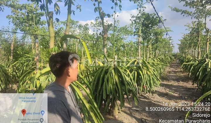 Dijual Lelang 300326 Tanah Kebun Buah Naga