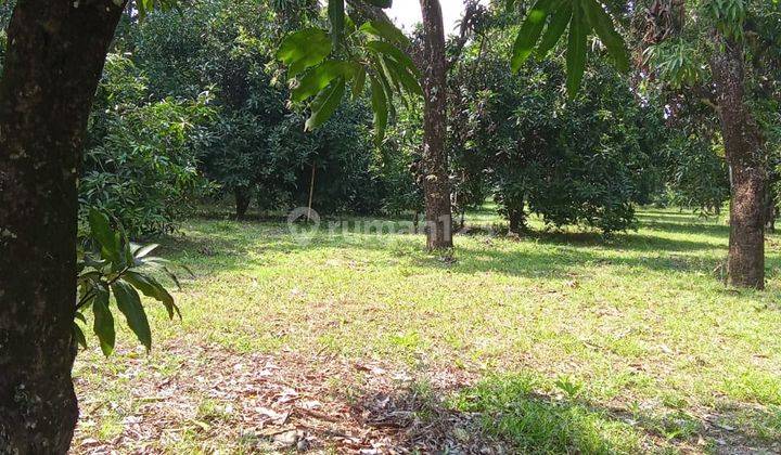 Dijual Kebun Mangga Luas di Panyingkiran, Majalengka 2