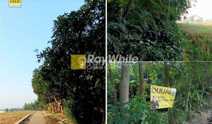 Tanah Murah Di di Majasari Ligung  1