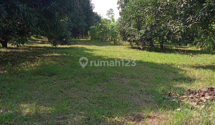 Dijual Kebun Mangga Luas di Panyingkiran, Majalengka 2