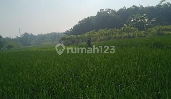 Tanah Sawah Bojong Kamal Legok Tangerang Tanah Sawah Bojong Kamal Legok Tangerang