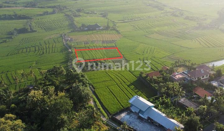 Di jual tanah 1700 m2 area berkembang pasut tibubiyu, Klating, Tabanan Di jual tanah 1700 m2 area berkembang pasut tibubiyu, Klating, Tabanan