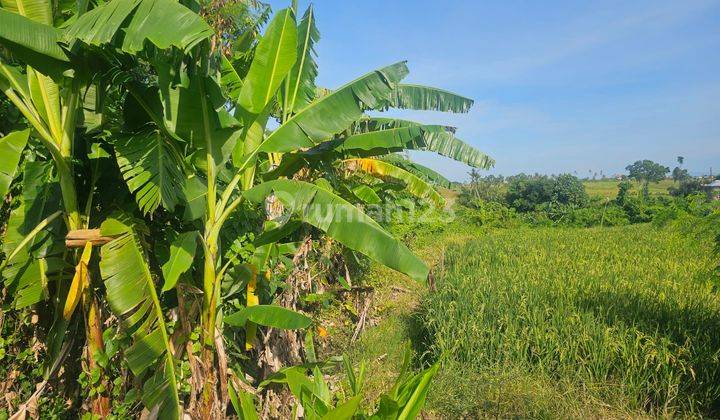 DISEWAKAN TANAH PERERENAN CANGGU 1