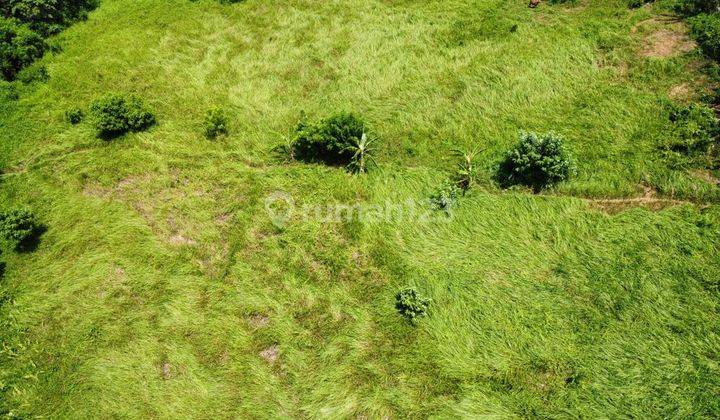 Land for sale in Ubud Los Sungai Behind the Sthala Hotel, suitable for a villa, accommodation zone, 5 meter road access. 1