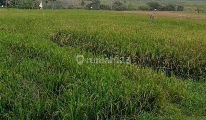 Dijual Tanah Kosong View Sawah Dan Laut di Pantai Kelating 2