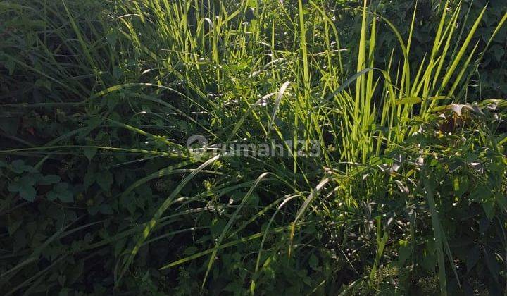 Land For Sale In Yeh Sumbul, Mendoyo 2