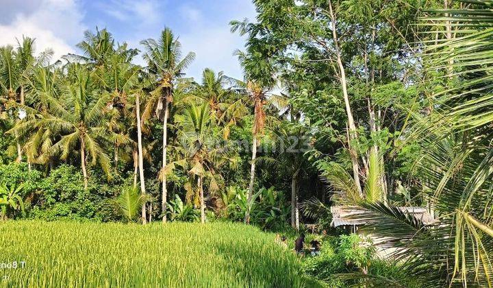 Dijual Tanah Los Sungai Dan View Sawah di Kawasan Silungan Ubud Bali.  2