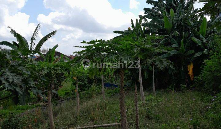 For Sale Land Full View Rice Fields Ready to Build On Jln Padonan Tibubeneng Dalung Bali 2